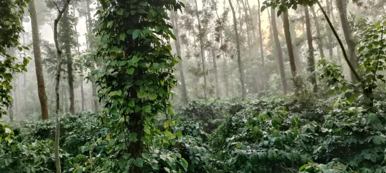 Homestay Raagabynature Gendehalli